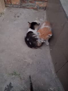 Newly born found Outside house