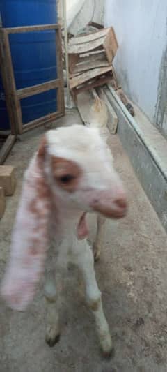 bakra ke bache