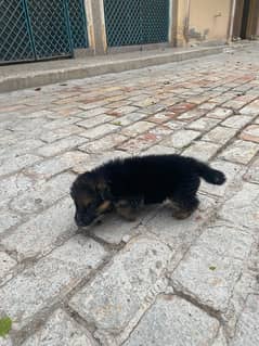 German shepherd female puppy