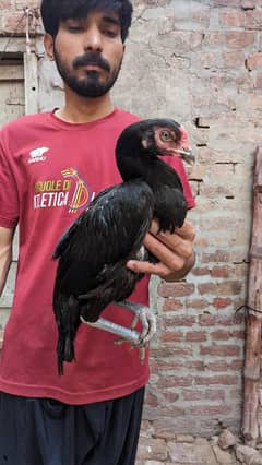 aseel madi mushkii hean black