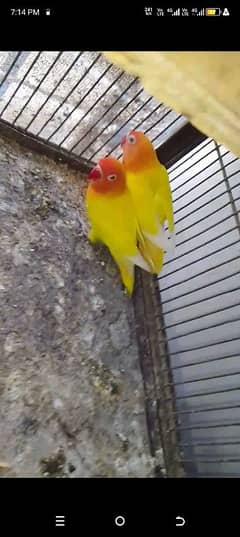 lotino
