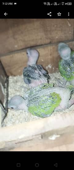 Green ring nack chicks