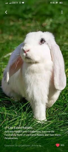 lopp hothot rabbit beautiful