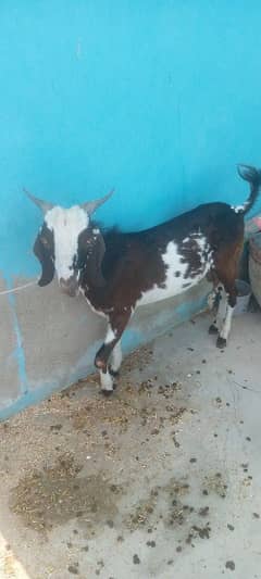 Bakra 2 dant ando