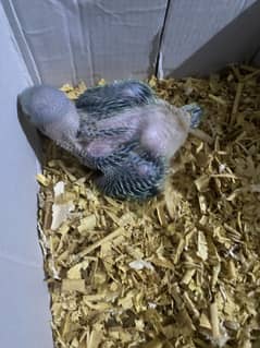 Ringneck chick for sell