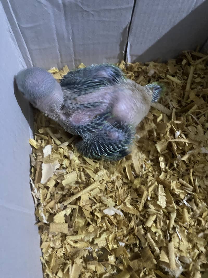Ringneck chick for sell 0