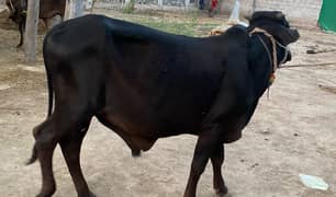 Qurbani , Eid Animals , Janwar For Sale All ,Do Dant