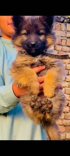 age 2 month long coat ha