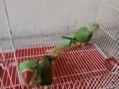 Available for Two little parrots and 1 male parrots 2year