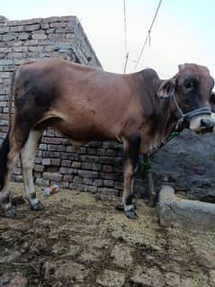 2 bull 2 bakray for sale qurbani ky lea