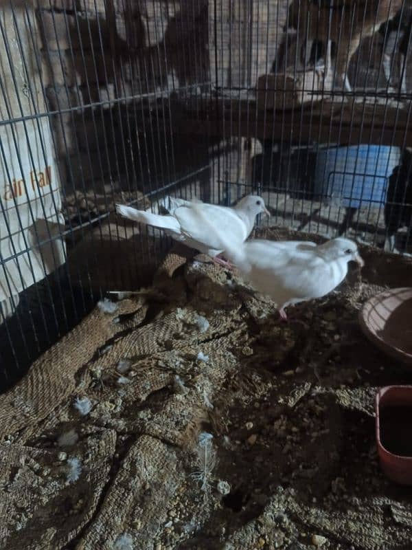 white khumray breader pair 1