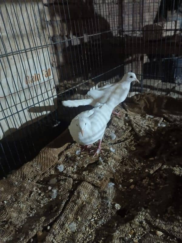 white khumray breader pair 3