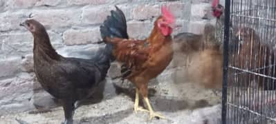 dasi hen and cock
