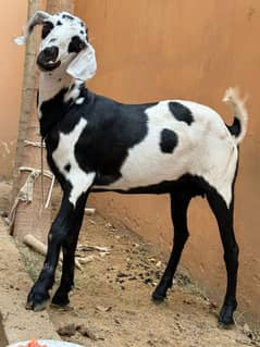 Rajanpuri bakri