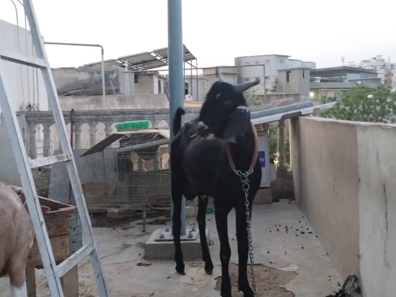 Desi bakra 0