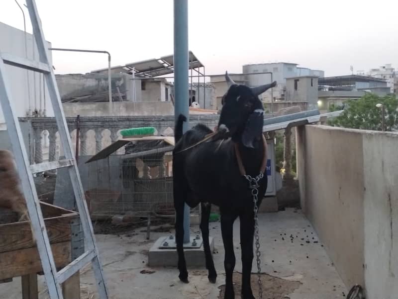 Desi bakra 1