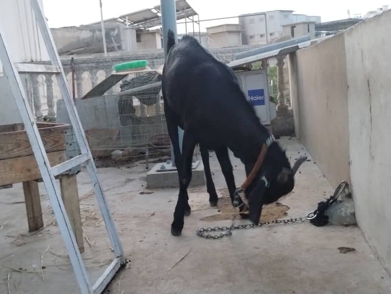 Desi bakra 2