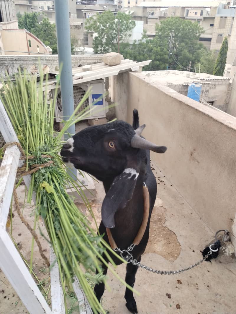 Desi bakra 3