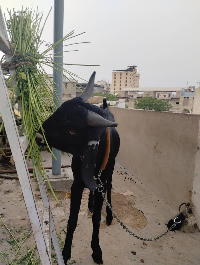 Desi bakra 4