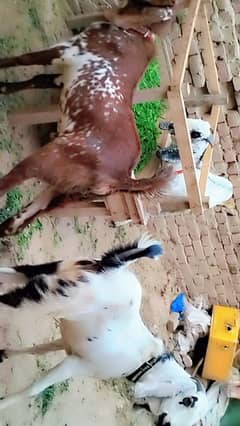 piuer dasi 2 dant  khassi 3 bakray