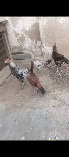 Aseel hens and roosters for sale