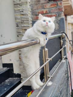 Punched face triple coated blue eyes male available for mating.