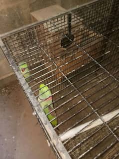 Row Parrots Pahari