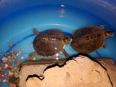 turtles