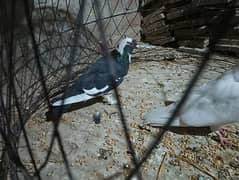 pigeon pair for sale