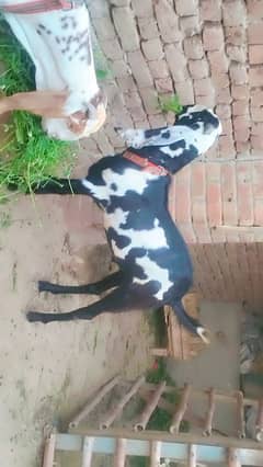 piuer dasi bakra