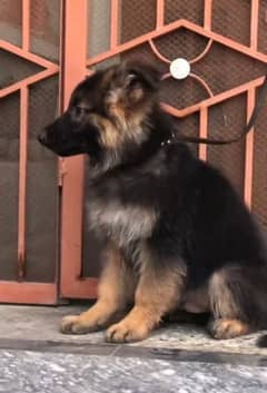 German Shepherd and   Puppies =/WhatsApp 03287625932
