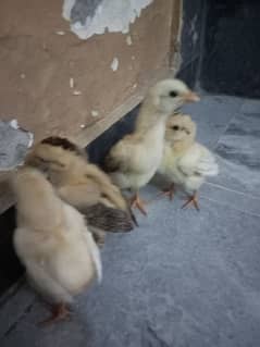 Aseel chick's