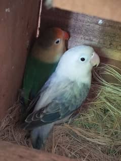 parblue male  Blue ewing opline female