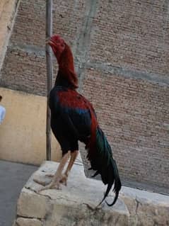 Aseel Breeder pair for sale