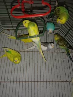 8Month Old parrot. Male, Female,Pair