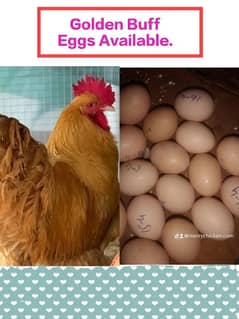 Golden Buff Eggs Available.