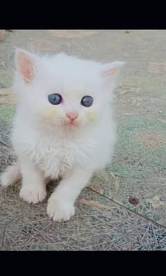Persian kitten for urgent sale my WhatsApp number 03706577151