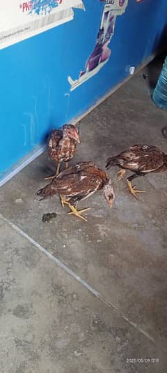 for sale