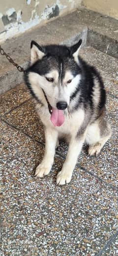sabarian huski dog.