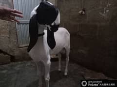 dumba