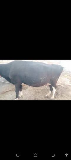 PURE JURSI COW / 7KG MILK 2 TIME /