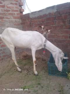 rajanpuei bakri ha dant sa chugi ha