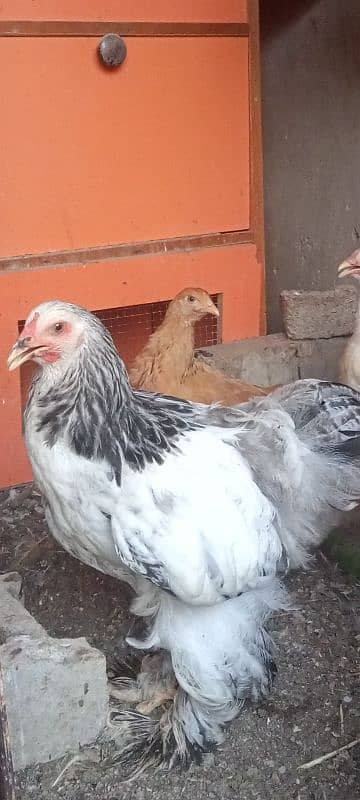 light Columbian bharama   chicks available 0