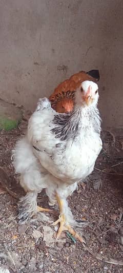 light Columbian bharama   chicks available