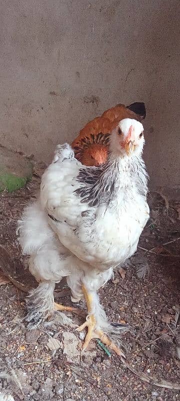 light Columbian bharama   chicks available 1