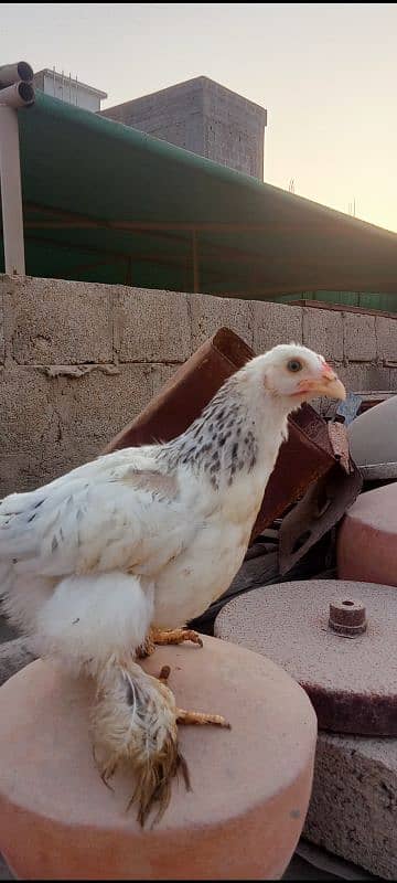 light Columbian bharama   chicks available 2