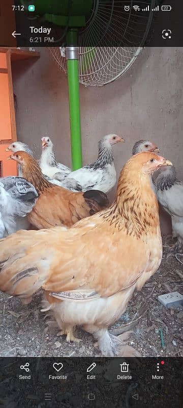 light Columbian bharama   chicks available 3
