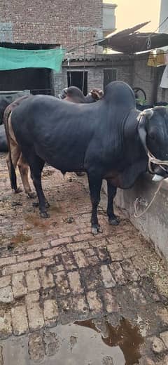 Bachra