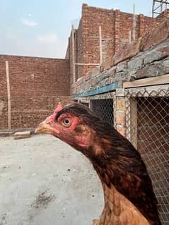 چنڈور