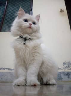 ruby cat name